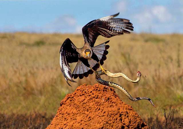 Um pássaro de rapina de tamanho médio com plumagem predominantemente marrom-acinzentada e branco em suas asas. Suas penas são pontiagudas e o pássaro parece estar em pleno voo, com suas asas esticadas. Tem um bico amarelo e uma íris amarela. Está segurando uma cobra com suas garras.
Atenção: O alt da imagem foi gerado automaticamente.