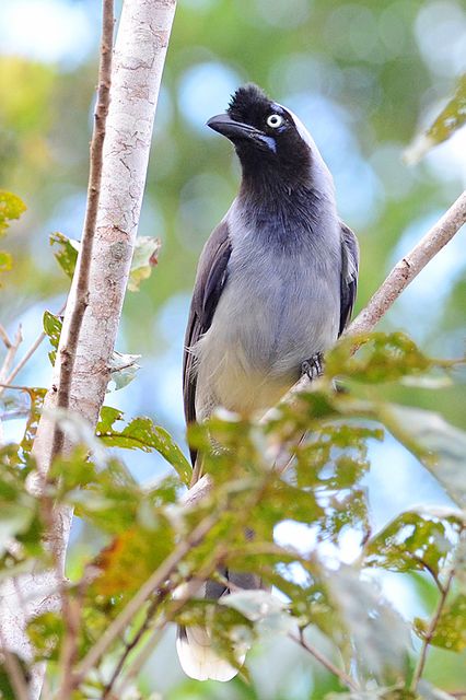 Um pássaro cinzento e preto está sentado num galho de árvore. Tem uma crista preta na cabeça e um olho branco brilhante. O seu corpo é principalmente cinzento, com uma cor creme mais clara na parte inferior. Tem uma cauda branca e penas pretas nas asas. Está sentado num galho de uma árvore que tem folhas verdes.
Atenção: O alt da imagem foi gerado automaticamente.