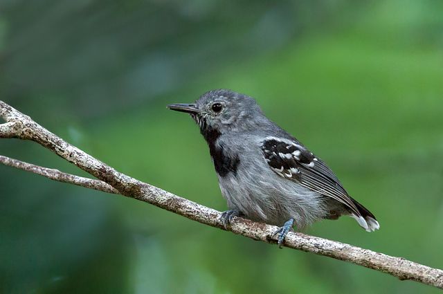 Um pequeno pássaro cinzento está sentado num ramo. Tem uma mancha negra no peito e algumas manchas brancas nas asas. O seu bico é curto e escuro e as suas patas são azuis. O fundo está fora de foco, mas parece verde.
Atenção: O alt da imagem foi gerado automaticamente.