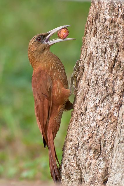 Um pássaro castanho-avermelhado com um bico longo e fino está agarrado a uma árvore. Está segurando uma pequena fruta vermelha no bico aberto. O pássaro tem penas castanho-avermelhadas macias e uma longa cauda. As garras são visíveis agarradas à árvore. Atenção: O alt da imagem foi gerado automaticamente.