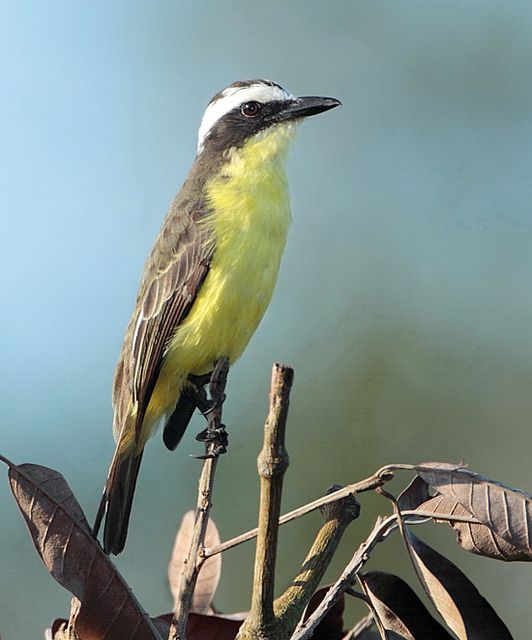 Um pequeno pássaro amarelo e cinzento pousado num galho. O pássaro tem uma cabeça branca e preta, um peito amarelo e uma barriga amarela. O pássaro está virado para a direita e está a olhar para longe da câmara.
Atenção: O alt da imagem foi gerado automaticamente.