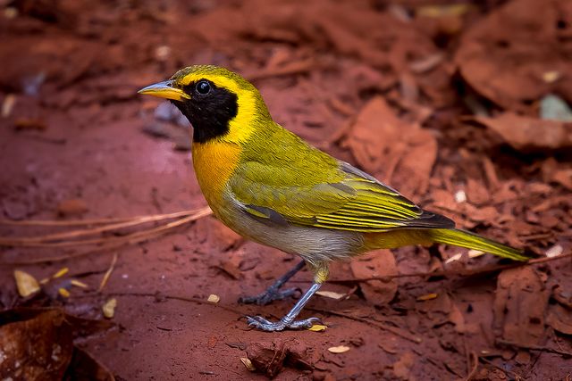 Pequeno pássaro com plumagem predominantemente verde-oliva nas costas e amarela vibrante na cabeça e garganta, delimitada por máscara preta no rosto. Peito e ventre cinza-claros, bico fino e levemente curvado, pés escuros com garras. Está pousado sobre solo terroso coberto por folhas secas e pequenos galhos.
Atenção: O alt da imagem foi gerado automaticamente.