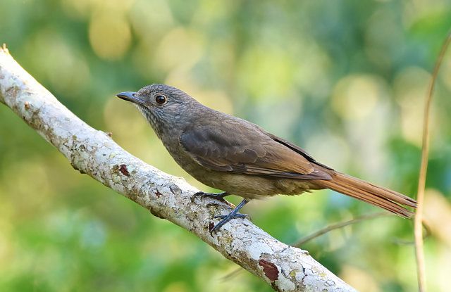 Um pássaro de plumagem predominantemente marrom-acinzentada repousa sobre um galho claro e texturizado. Suas partes superiores são de um tom mais escuro de marrom-acinzentado, enquanto a região inferior exibe um tom de marrom mais claro. A cauda é notavelmente longa e possui uma tonalidade mais avermelhada. O pássaro está posicionado de perfil, permitindo uma visão clara de seu bico fino e escuro, bem como de seus olhos escuros e atentos. Suas pernas são finas e de cor azulada. O fundo apresenta uma mistura de tons verdes suaves, sugerindo uma folhagem densa e difusa.
Atenção: O alt da imagem foi gerado automaticamente.