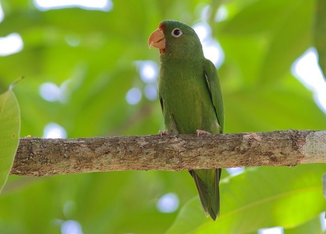 Um pássaro verde vibrante, com bico claro e detalhes avermelhados na cabeça, pousado num galho rústico. O fundo é um mosaico de folhas verdes em diferentes tons, criando um ambiente natural e luminoso.
Atenção: O alt da imagem foi gerado automaticamente.