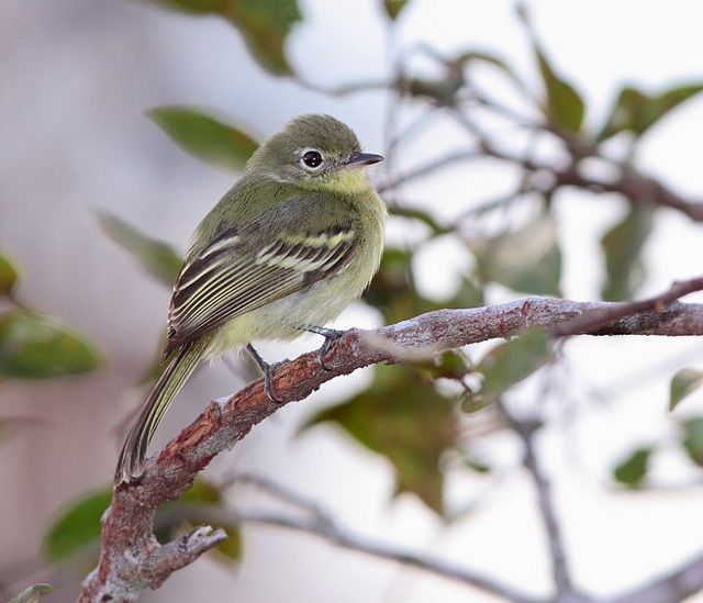 Pequeno pássaro de plumagem predominantemente verde-oliva e amarelada, com listras sutis nas asas e parte inferior do corpo. Está empoleirado em um galho fino de árvore, em um ambiente de folhagem esparsa e fundo claro e desfocado. Sua postura é atenta, com a cabeça levemente inclinada e o olhar direcionado para a frente.
Atenção: O alt da imagem foi gerado automaticamente.