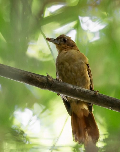 Um pássaro de plumagem marrom-avermelhada, com um bico alongado e curvo, pousado em um galho escuro e horizontal. Sua postura é ereta, com a cabeça voltada para a esquerda. O fundo é composto por uma vegetação exuberante, predominantemente verde, com áreas de luz solar difusa.
Atenção: O alt da imagem foi gerado automaticamente.