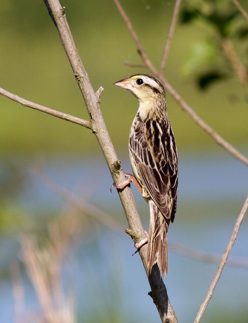 Um pássaro de porte pequeno, com plumagem predominante em tons de bege e marrom, está empoleirado em um galho fino de árvore. As penas apresentam listras escuras e finas ao longo do corpo. A cabeça exibe um padrão similar, com listras claras e escuras. O pássaro está de perfil, com o bico apontado para a esquerda da imagem. As garras agarram firmemente o galho. O fundo da imagem revela vegetação difusa em tons de verde e azul claros.
Atenção: O alt da imagem foi gerado automaticamente.