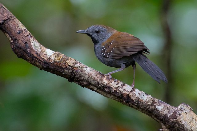 Um pássaro pequeno de plumagem predominantemente cinza-ardósia, salpicada com minúsculas manchas brancas no peito e flancos, repousa sobre um galho rústico. Suas asas exibem um tom castanho-avermelhado, contrastando com a coloração geral. O pássaro está em pé, com uma postura atenta, em um ambiente de vegetação densa e difusa.
Atenção: O alt da imagem foi gerado automaticamente.
