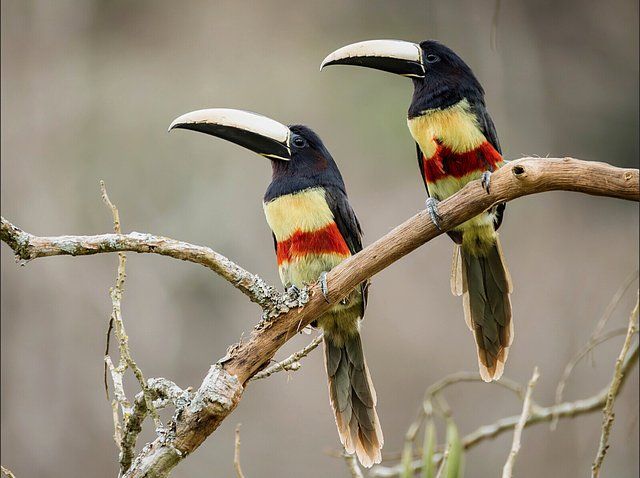 Dois pássaros empoleirados num galho, com plumagem escura na cabeça e parte superior do corpo, faixas horizontais de cores amarela e vermelha no peito e barriga, cauda longa em tons de cinza e bico grande, curvo e de cor marfim. O galho é seco, com pequenas ramificações cobertas por musgo ou líquen, e o fundo é esverdeado e desfocado.
Atenção: O alt da imagem foi gerado automaticamente.