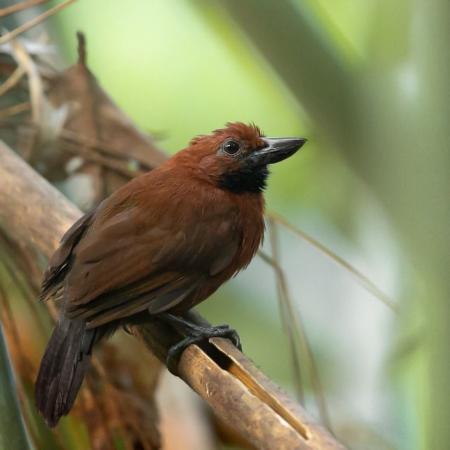 Um pequeno pássaro marrom-avermelhado está empoleirado em um galho de bambu. Ele tem um bico preto curto e grosso e penas castanho-avermelhadas. As penas ao redor de sua cabeça são ligeiramente mais desgrenhadas que o resto de seu corpo. Atenção: O alt da imagem foi gerado automaticamente.