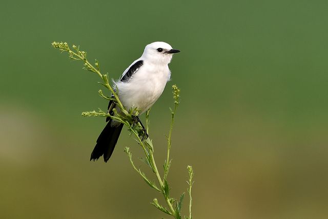 Um pequeno pássaro branco e preto empoleirado em um galho. O pássaro é principalmente branco, com asas e cauda pretas. Tem um bico preto e pequeno e olhos escuros. O pássaro está voltado para a direita e parece estar em repouso. O fundo é verde desfocado.
Atenção: O alt da imagem foi gerado automaticamente.
