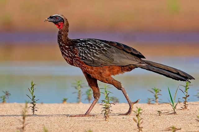 Um pássaro grande de plumagem complexa caminha sobre a areia. Sua cabeça é predominantemente preta com detalhes brancos e vermelhos marcantes no pescoço. O corpo exibe uma combinação de marrom avermelhado na parte inferior e um padrão intrincado de branco e preto na parte superior. As asas são escuras e a cauda longa e pontiaguda. O pássaro está em uma postura de marcha, com as pernas finas e rosadas visíveis. O fundo da imagem apresenta uma área de água e vegetação rasteira.

Atenção: O alt da imagem foi gerado automaticamente.