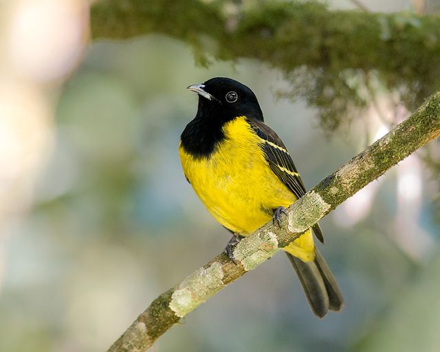 Um pássaro de pequeno porte com plumagem exuberante pousa em um galho coberto de musgo. A cabeça e o peito são pretos, contrastando com o corpo amarelo brilhante. As asas exibem um padrão sutil de listras escuras. O pássaro olha para a esquerda, em um ambiente natural com vegetação densa e luz difusa.
Atenção: O alt da imagem foi gerado automaticamente.