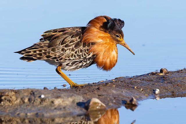 Um pássaro de porte médio com plumagem vibrante em tons de laranja e marrom, destacando-se no pescoço e cabeça. Seu corpo exibe padrões intrincados de penas marrons e pretas. Pousado sobre uma margem de terra escura, com uma perna amarela visível, enquanto a outra está parcialmente submersa na água azul clara. O reflexo sutil do pássaro é visível na superfície da água calma.
Atenção: O alt da imagem foi gerado automaticamente.