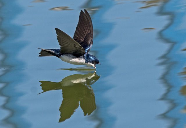 Um pequeno pássaro azul e preto voa baixo sobre uma superfície de água.
Atenção: O alt da imagem foi gerado automaticamente.
