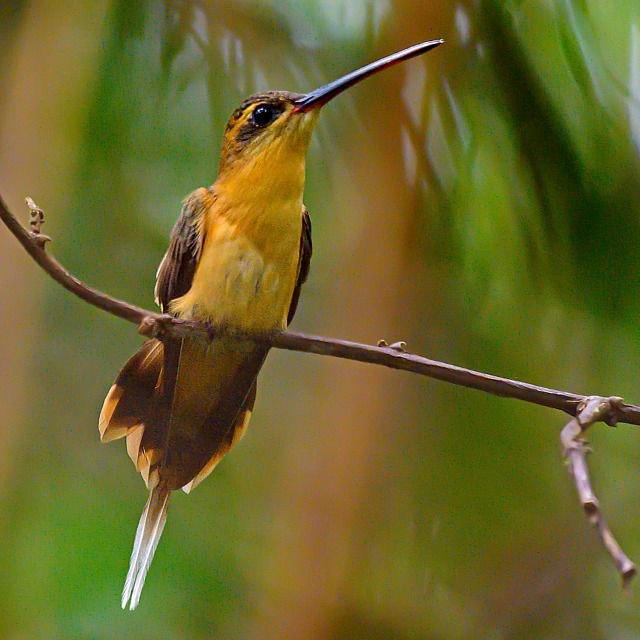 Um beija-flor de tamanho médio com bico longo e fino descansa em um galho. Sua plumagem é principalmente amarelo-alaranjada na parte superior do corpo e marrom-escuro nas costas e na cauda. Tem uma cauda longa com pontas brancas e olhos escuros.
Atenção: O alt da imagem foi gerado automaticamente.