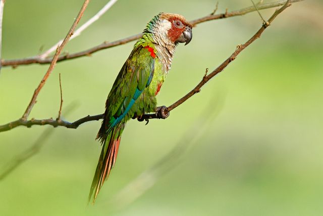 Um papagaio de plumagem vibrante pousado em um galho fino, com a cabeça marrom avermelhada e o corpo predominantemente verde, salpicado de toques de azul nas asas e vermelho vivo no peito. Sua cauda longa e elegante combina tons de verde e vermelho, enquanto ele se agarra ao galho com garras escuras e firmes, em um cenário de folhagem verde suave e desfocada.
Atenção: O alt da imagem foi gerado automaticamente.