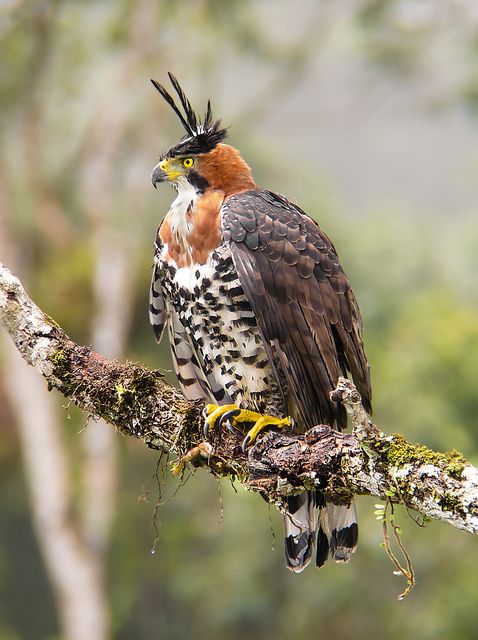 Um pássaro de rapina de médio porte está empoleirado em um galho de árvore. Tem uma cabeça marrom-avermelhada com uma crista ereta e escura. Sua plumagem é principalmente marrom-escura com manchas brancas e pretas em seu corpo e asas. Seu bico é amarelo e suas garras são amarelas brilhantes.
Atenção: O alt da imagem foi gerado automaticamente.
