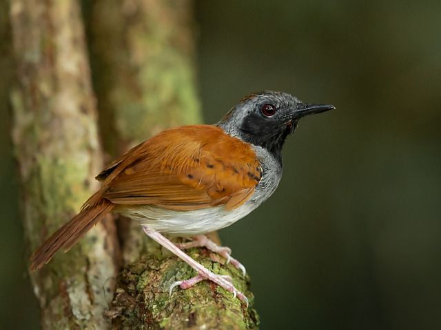 Um pássaro de pequeno porte, com plumagem predominantemente marrom-avermelhada no dorso e asas, contrastando com o branco do ventre. A cabeça apresenta uma combinação de cinza no topo e preto ao redor do pescoço, destacando um olho vermelho intenso. O bico é fino e escuro. Empoleirado em um galho coberto de musgo, o pássaro exibe uma postura alerta, com as patas finas e rosadas firmemente agarradas à superfície. O fundo é um desfoque de vegetação densa em tons de verde escuro.

Atenção: O alt da imagem foi gerado automaticamente.