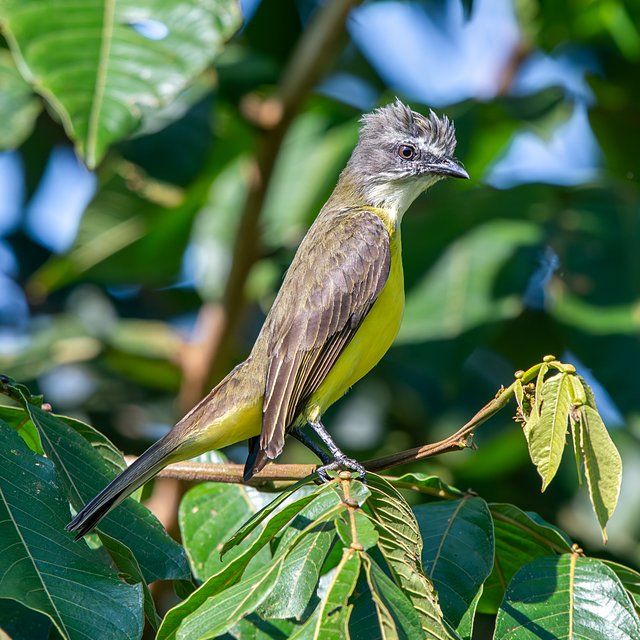 Um pássaro de porte médio, com plumagem predominantemente amarela no peito e abdômen, e tons de verde-oliva nas costas e asas. A cabeça exibe uma crista eriçada em tons de cinza, com detalhes brancos ao redor dos olhos. Bico fino e escuro. Está empoleirado em um galho verde e frondoso, com folhas vibrantes em seu entorno, em um ambiente natural e ensolarado.
Atenção: O alt da imagem foi gerado automaticamente.