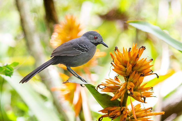 Um pequeno pássaro cinza-escuro pousado em uma planta com flores laranja brilhantes. O pássaro tem uma cauda longa e um bico pequeno e fino. Seus olhos são de um vermelho brilhante.
Atenção: O alt da imagem foi gerado automaticamente.