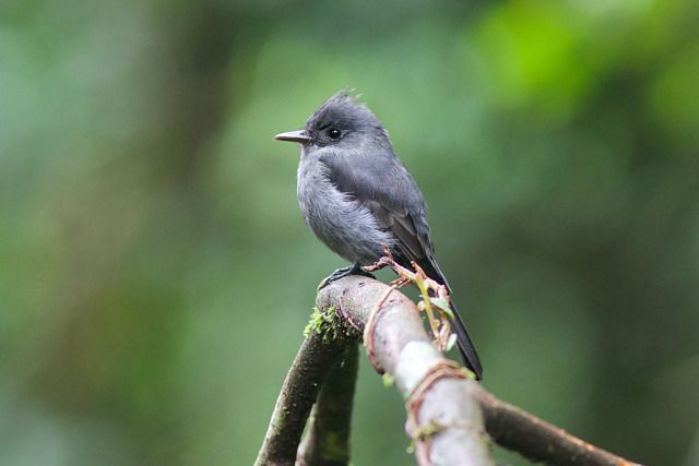 Um pequeno pássaro cinza escuro está empoleirado em um galho. O pássaro tem uma pequena crista na cabeça e um bico curto e fino.
Atenção: O alt da imagem foi gerado automaticamente.