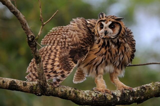 Um pássaro de rapina marrom e bege pousado em um galho de árvore. As penas das asas exibem um padrão listrado em tons de marrom e bege. O rosto é emoldurado por um disco facial claro, com grandes olhos castanhos. A ave está em uma postura alerta, com uma asa ligeiramente estendida e garras afiadas visíveis no galho. O fundo revela folhagem verde suavemente desfocada.
Atenção: O alt da imagem foi gerado automaticamente.