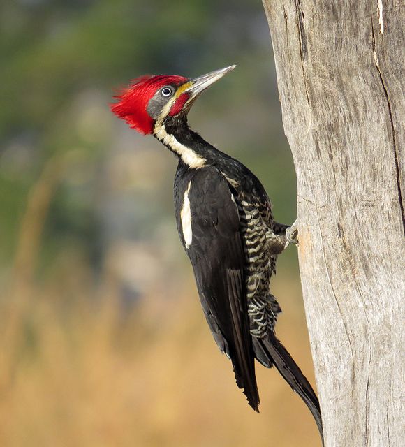 Um pássaro com plumagem predominantemente preta e uma faixa branca vertical no lado esquerdo do peito, cabeça adornada com uma crista vermelha vibrante, bico longo e claro levemente curvado para cima, e olhos com um círculo amarelo ao redor da íris. Ele está agarrado verticalmente a um tronco de árvore seco e sem casca, com o corpo inclinado para cima, enquanto observa algo no alto. O fundo é um gradiente suave de cores verdes e tons terrosos, sugerindo vegetação rala e luz natural difusa.

Atenção: O alt da imagem foi gerado automaticamente.