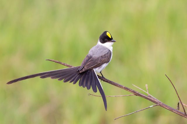 Um pequeno pássaro de cauda longa está empoleirado em um galho. O pássaro tem uma cabeça preta, uma coroa amarela e costas cinzas. Sua cauda é preta e longa. O fundo é um desfoque verde.
Atenção: O alt da imagem foi gerado automaticamente.