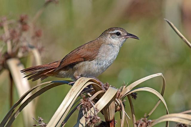 Um pequeno pássaro com plumagem marrom-avermelhada na parte superior e cinza na parte inferior está empoleirado em uma planta de grama seca. Seu bico é fino e ligeiramente curvado para baixo. As penas de sua cauda são longas e ligeiramente espalhadas. O fundo é um foco suave de verde e marrom.
Atenção: O alt da imagem foi gerado automaticamente.