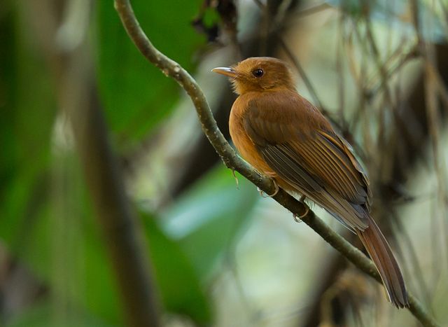 Um pequeno pássaro marrom-avermelhado está empoleirado em um galho. Sua plumagem é uniformemente marrom-avermelhada, exceto por algumas penas mais escuras nas asas e no rabo. Seu bico é pequeno e de cor semelhante ao resto do corpo. O pássaro está em foco nítido, enquanto o fundo está desfocado e mostra folhagem verde.
Atenção: O alt da imagem foi gerado automaticamente.