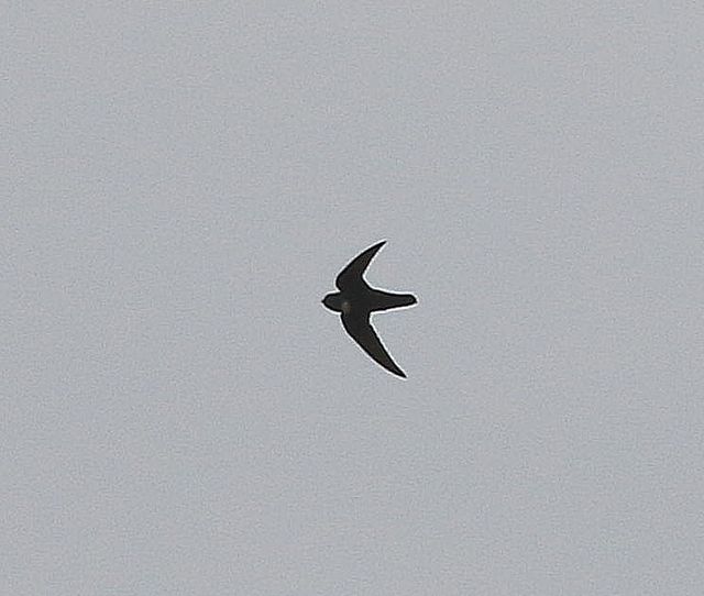 Um pássaro pequeno, escuro e voando contra um fundo claro. O pássaro parece ter asas longas e estreitas, e um corpo pequeno e compacto. As asas são longas e pontiagudas, curvadas para baixo nos extremos. O pássaro parece estar voando de forma estável e estável, sem sinal de esforço ou luta. A imagem tem uma resolução bastante baixa, então alguns detalhes podem ser difíceis de discernir.
Atenção: O alt da imagem foi gerado automaticamente.