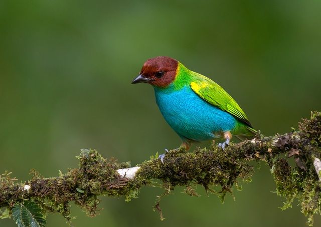 Um pequeno pássaro multicolorido pousa em um galho coberto de musgo. Sua cabeça é marrom-avermelhada, suas costas são verdes e seu peito e barriga são azul-turquesa brilhantes. O pássaro tem um bico curto e pontiagudo e pequenas pernas escuras.
Atenção: O alt da imagem foi gerado automaticamente.