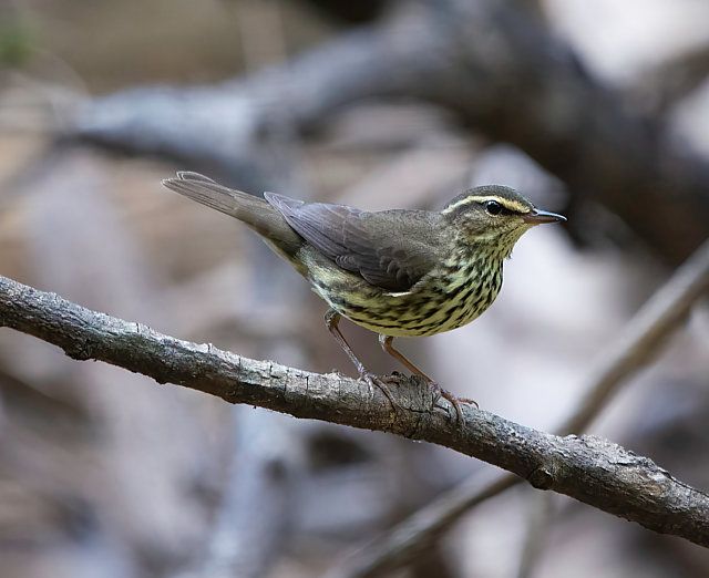 Um pássaro de porte pequeno, com plumagem predominantemente marrom-oliva nas costas e asas, repousa sobre um galho seco. Sua barriga apresenta um padrão listrado em tons de amarelo e marrom escuro. Possui uma listra amarelada sobre o olho e um bico fino e escuro. As pernas são finas e rosadas, agarradas ao galho com firmeza. O fundo da imagem é desfocado, com tons de marrom e cinza, sugerindo uma área arborizada.
Atenção: O alt da imagem foi gerado automaticamente.
