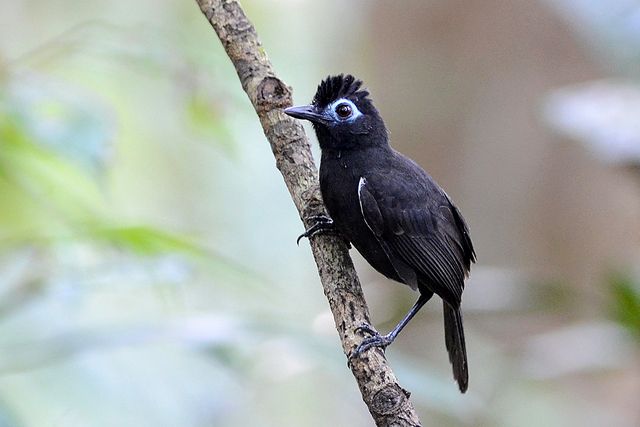 Um pequeno pássaro preto está empoleirado em um galho. Tem uma crista ereta de penas pretas e uma mancha branca distinta acima de cada olho. O bico é pequeno e preto, e as pernas e os pés são escuros. O pássaro parece estar em um ambiente florestal, com um fundo desfocado de folhas verdes e galhos.
Atenção: O alt da imagem foi gerado automaticamente.