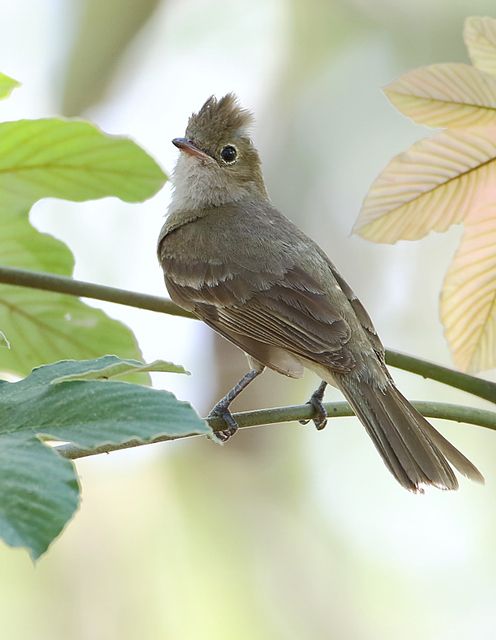 Um pequeno pássaro marrom-acinzentado está empoleirado em um galho. Tem uma crista pequena e ereta na cabeça e o corpo é principalmente marrom-acinzentado, com um tom mais claro na barriga. As pernas e os pés são finos e escuros, e o bico é pequeno e de cor escura. O pássaro está voltado para a esquerda da imagem e está olhando para cima e para a esquerda. O fundo é desfocado e mostra folhas verdes e marrom-amareladas.
Atenção: O alt da imagem foi gerado automaticamente.
