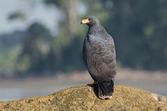 Uma ave de rapina de porte médio, com plumagem predominantemente cinza-escura, exibe um bico curto e curvo em tom amarelado, contrastando com seus olhos escuros e penetrantes. Sua postura ereta e alerta destaca as penas bem definidas em suas asas e cauda, enquanto repousa sobre uma rocha coberta de musgo. Ao fundo, uma paisagem nebulosa revela árvores esparsas e um corpo d'água sereno, complementando o ambiente natural da ave.
Atenção: O alt da imagem foi gerado automaticamente.