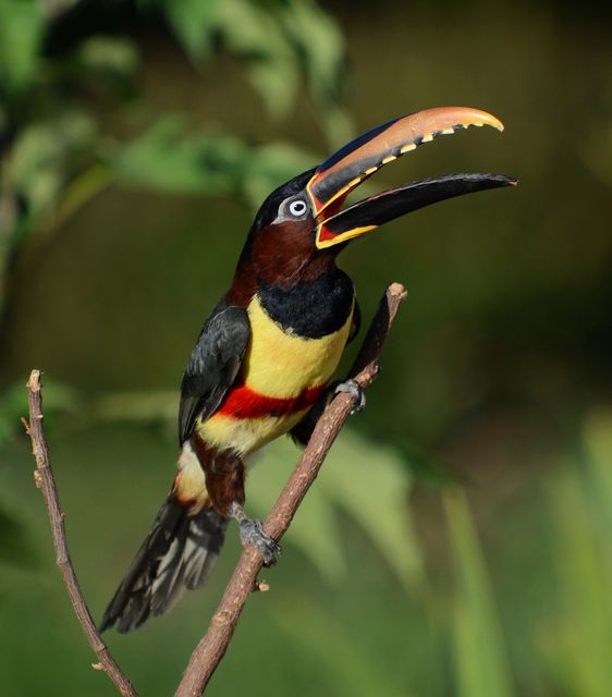 Um pássaro com uma grande conta colorida, principalmente preto e amarelo, está sentado em um galho. A conta é aberta e uma pequena parte da língua é visível. O pássaro tem uma parte superior marrom-escura, uma parte inferior amarela e uma faixa vermelha no peito. As penas da cauda são pretas com listras brancas. O pássaro está em foco e o fundo está desfocado.
Atenção: O alt da imagem foi gerado automaticamente.