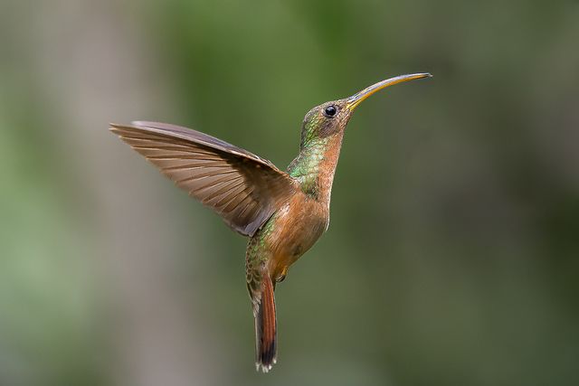 Um beija-flor em voo, com plumagem predominantemente marrom-avermelhada e nuances esverdeadas na cabeça e peito. Suas asas estão abertas, exibindo as penas em tons de marrom. O bico é longo e curvado para cima. O fundo é desfocado, em tons de verde e cinza.

Atenção: O alt da imagem foi gerado automaticamente.
