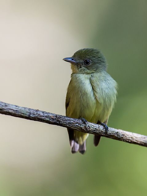 Um pequeno pássaro verde-oliva pousado em um galho. O pássaro tem uma pequena cabeça redonda, um bico pequeno e escuro e uma barriga mais clara. O pássaro está ligeiramente virado para a esquerda. O fundo é desfocado, mas parece ser verde e marrom.
Atenção: O alt da imagem foi gerado automaticamente.