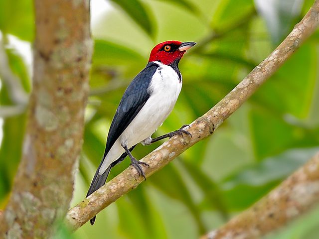 Um pássaro com plumagem predominantemente branca no peito e abdômen, asas e costas em tons de cinza escuro e cabeça intensamente vermelha, pousado em um galho marrom claro. Seus olhos são escuros e seu bico é cônico e bicolor, com a parte superior preta e a inferior clara. As patas são finas e escuras, com garras que se agarram ao galho. O fundo é composto por folhagem verde exuberante, com partes de troncos de árvores à mostra, criando um ambiente natural e vibrante.

Atenção: O alt da imagem foi gerado automaticamente.