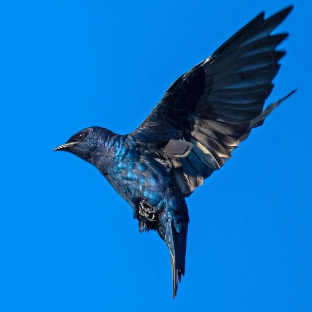 Um pássaro escuro voando contra um céu azul. As asas do pássaro estão abertas e suas penas são de um azul iridescente. O corpo do pássaro é escuro, quase preto. O pássaro está em foco e o fundo está desfocado.
Atenção: O alt da imagem foi gerado automaticamente.