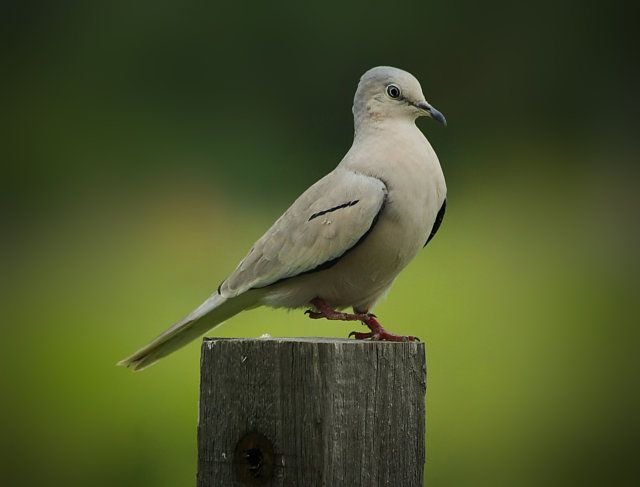 Pássaro de plumagem suavemente acinzentada, com uma faixa preta discreta nas asas, empoleirado no topo de um poste de madeira rústica. A ave, de porte elegante, possui bico escuro e delicado, e pés vermelhos que contrastam com a tonalidade pálida da sua pelagem. O fundo é um borrão verde suave, realçando a figura central da ave.
Atenção: O alt da imagem foi gerado automaticamente.