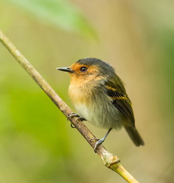 Um pequeno pássaro está empoleirado em um galho. Ele tem uma cabeça cinza-escura, uma garganta laranja-avermelhada e um peito e barriga de cor creme. Suas costas e asas são de cor verde-oliva com listras amarelo-douradas nas asas. Seus pés são azuis-acinzentados. O fundo está desfocado, mas parece ser uma floresta.
Atenção: O alt da imagem foi gerado automaticamente.