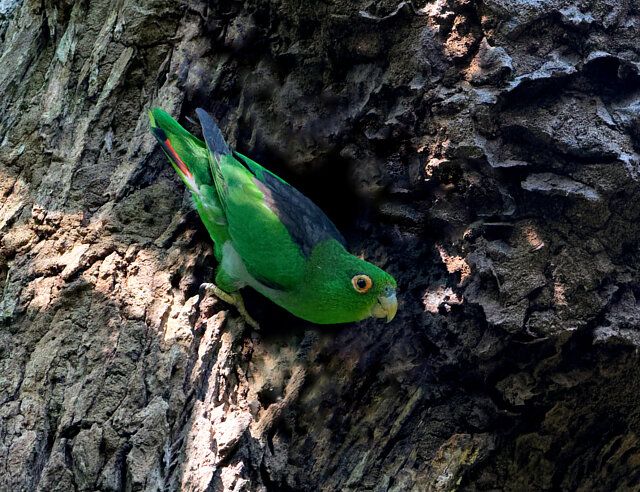 Um pássaro verde vibrante com detalhes em preto nas costas e pontas vermelhas na cauda está agarrado ao tronco de uma árvore texturizada. Sua postura é ligeiramente inclinada para baixo, com o olhar fixo para a frente. A luz do sol ilumina parcialmente o tronco da árvore e o corpo do pássaro, criando um contraste entre áreas claras e escuras.
Atenção: O alt da imagem foi gerado automaticamente.