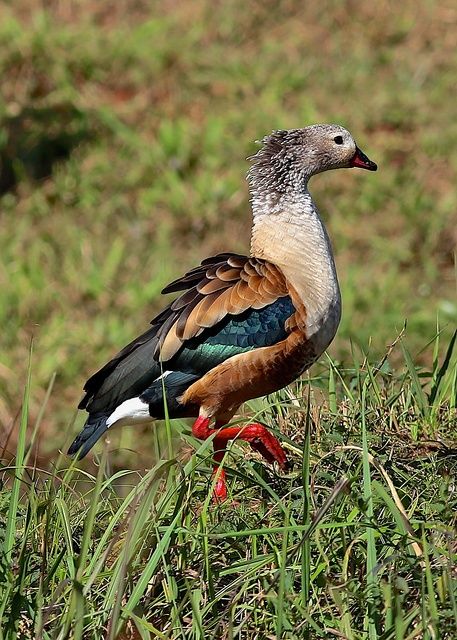 Um pássaro com plumagem marrom-avermelhada, verde e branca está em pé na grama. Ele tem um pescoço longo e uma cabeça pequena, cinza na parte superior e marrom na parte inferior. Suas pernas são vermelhas e seu bico é vermelho-escuro.
Atenção: O alt da imagem foi gerado automaticamente.