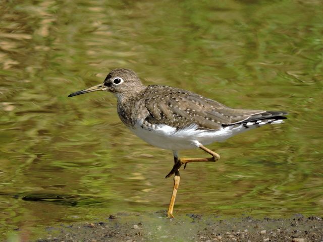 Um pequeno pássaro pernalta com plumagem castanho-acinzentada e barriga branca está de pé em uma margem de água. As pernas são longas e amarelas, e o bico é curto e ligeiramente curvado para baixo. O pássaro tem pequenos pontos escuros em suas costas e asas, e uma pequena mancha branca na sua garganta.
Atenção: O alt da imagem foi gerado automaticamente.