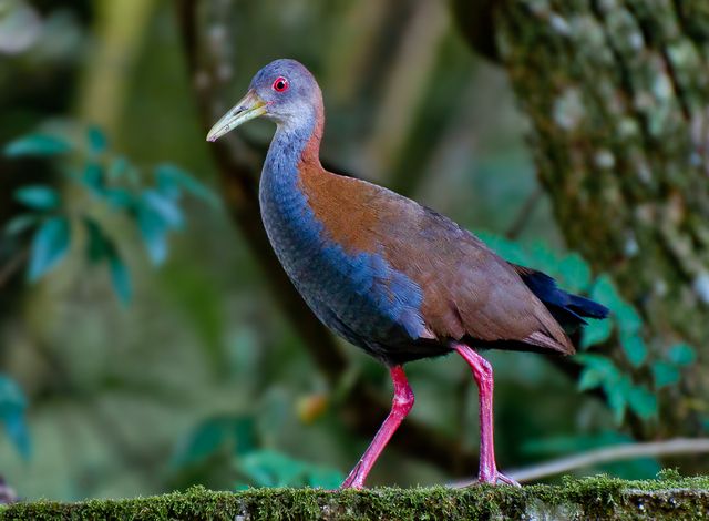 Um pássaro com penas castanhas na parte superior e azul-acinzentadas na parte inferior. Tem um bico amarelo e pernas rosa. Está em pé num tronco coberto de musgo. Atenção: O alt da imagem foi gerado automaticamente.