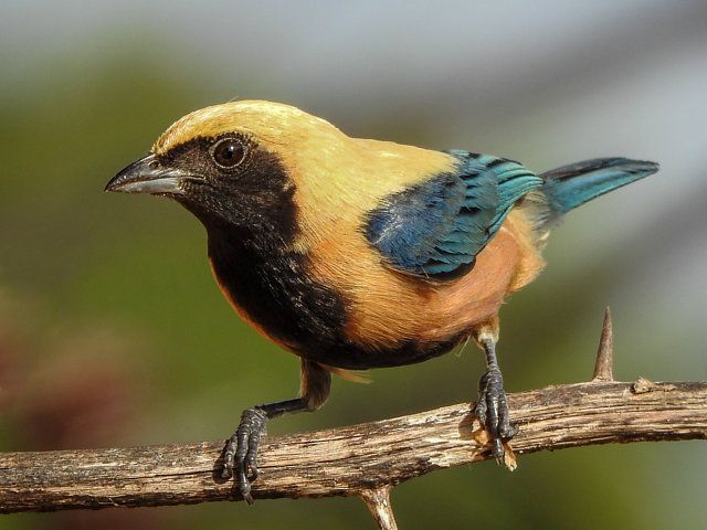 Pequeno pássaro com a cabeça e nuca de um vibrante amarelo dourado, contrastando com a máscara facial e peito pretos. Seu dorso exibe um azul turquesa brilhante que se mistura com um tom alaranjado nas laterais do corpo. As pernas e os pés são escuros, agarrados firmemente a um galho seco e espinhoso. O fundo é um borrão suave de verde e azul, sugerindo folhagem distante.
Atenção: O alt da imagem foi gerado automaticamente.