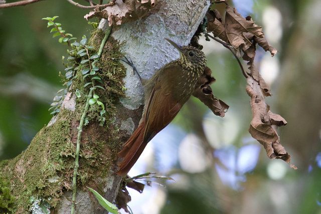 Um pequeno pássaro marrom-acinzentado está agarrado a um tronco de árvore coberto de musgo. Tem uma cauda longa e vermelha enferrujada e pequenas manchas brancas em sua parte superior. A plumagem em seu pescoço e cabeça é mais escura e marrom-avermelhada. Seus olhos e bico são escuros.
Atenção: O alt da imagem foi gerado automaticamente.